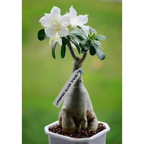 ������ ������ ������� ������ ����������, ���� �������, ��������� � ��������� �������� ������� � ������� �� ����� �������, ����� ���������� ��� ���������, 3 �� ����� ����