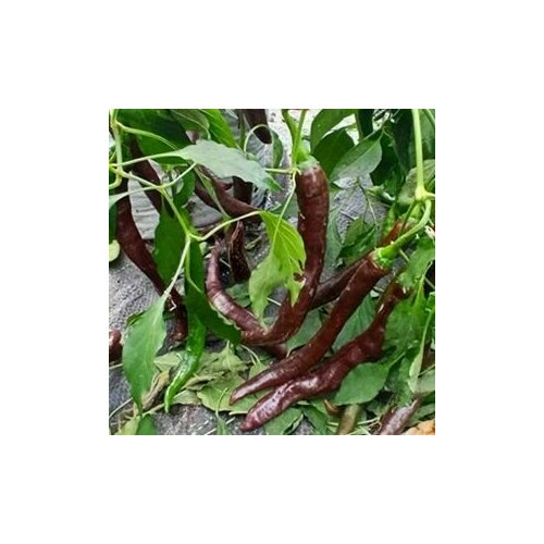 ������ ������ ������ ������ ����� Thunder choco brown, 5 ����� + ������� ����