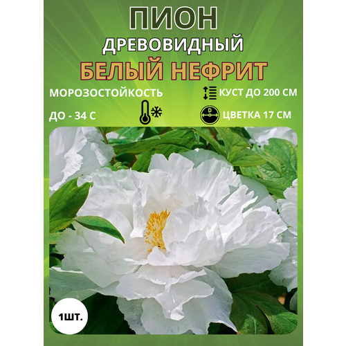 ������ ������ ���� ����� ������ 1 ��. ����