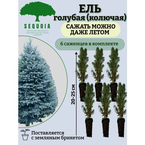 ������ ������ ��� ������� (�������) 6 �������� ����