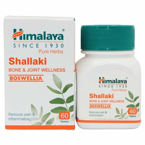 ������ ������ ������� (���������) ������� / Shallaki Himalaya, 60 �� ����