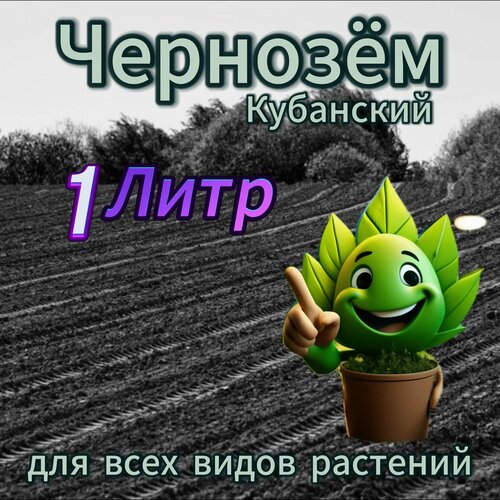 ������ ������ �������� ����� 1 ���� ����