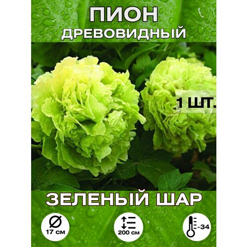 ������ ������ ���� ������� ���, ��������� ����