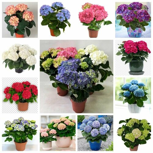 ������ ������ ��������� ���� ������, ������ ����