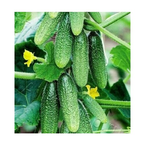 ������ ������ ������������� ������ ������ F1 ��� ������ ����