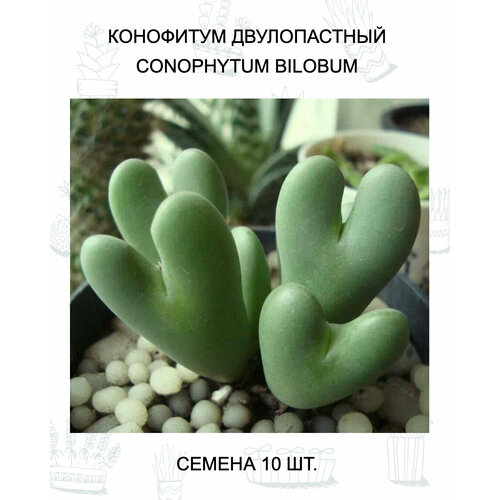 ������ ������ ��������� ������������ ������ 10 ��. ����