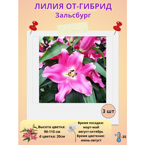 ������ ������ �������� ����� ��-������ ���������, ����������� ����� ����