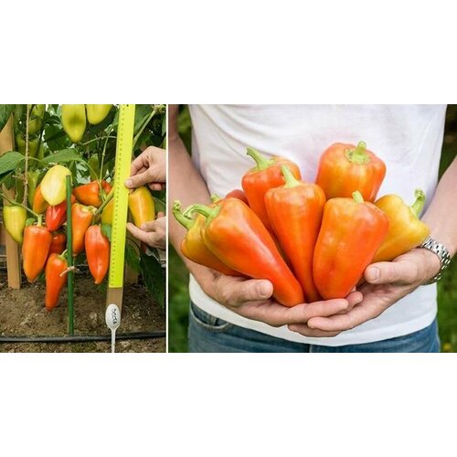 ������ ������ ������������� ������ ����� �������� ����� F1 ����