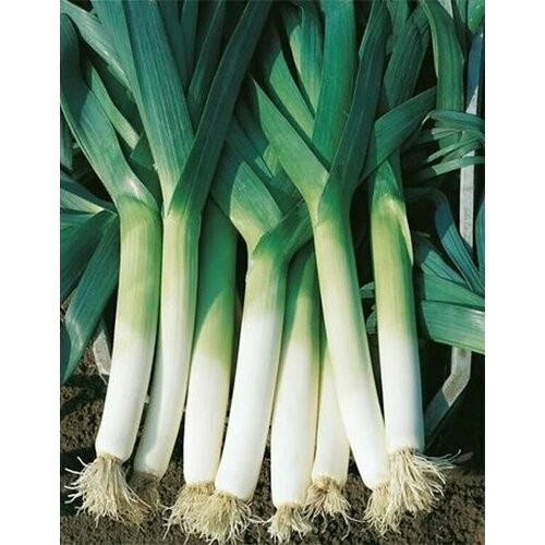 ������ ������ ������������� ������ ���� ����� �������� F1 ����