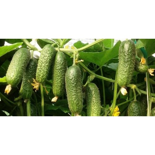 ������ ������ ������������� ������ ������ ������ F1 ����