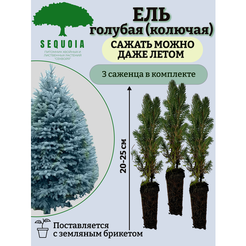 ������ ������ ��� ������� (�������) 3 ������� ����