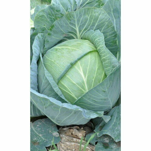 ������ ������ ������ ������� ������������ ������ F1 (����) 0,3�� �/� ����