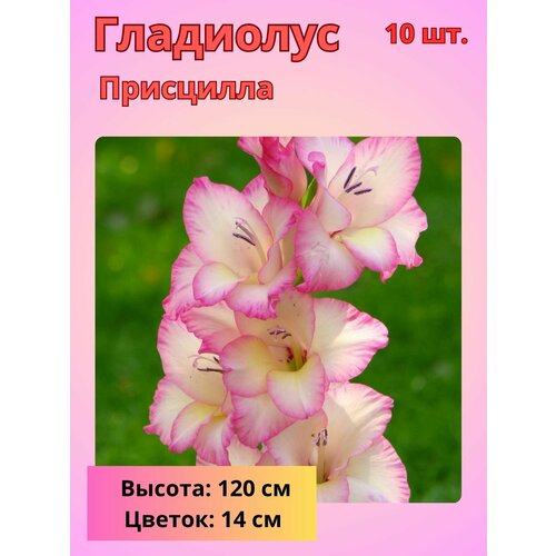 ������ ������ ��������� ��������������� ���������, �������� ���������� ����