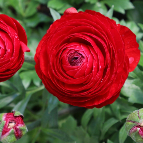 ������ ������ �������� ������, ����� �������, bulbs servise, ���������� ��� ( 10 ���� ) ����