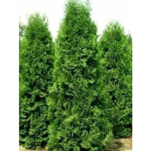 ������ ������ ��� �������� �������� (�����������) ������ 50��, �����������, �������������. ����