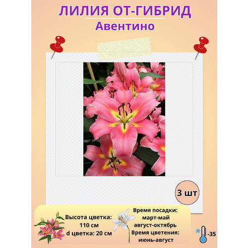 ������ ������ �������� ����� ��-������ ��������, ����������� ����� ����