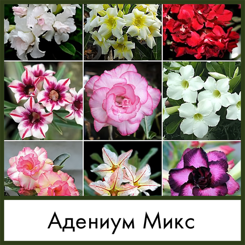 ������ ������ ����� ��� ����������� ������ ���� ������� ������ (Adenium obesum mix) ����