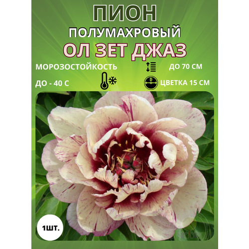 ������ ������ ���� �� ��� ���� 1 ��. ����