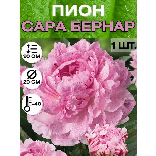 ������ ������ ���� �����������, ������ ������� ��� ������� ����