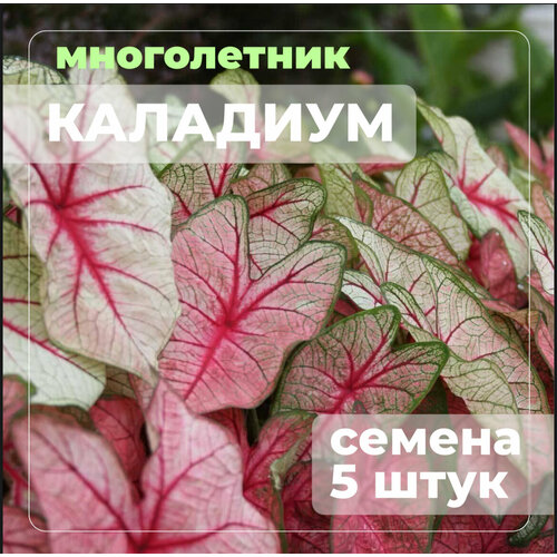 ������ ������ �������� ���� ������ 5 ���� ����