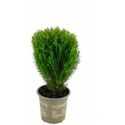 ������ ������ �������� ��� �������� ����� 881611 �1 H5 ����