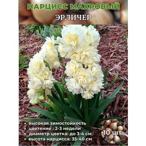 ������ ������ ������� ��������, �������� 10 ���� ����