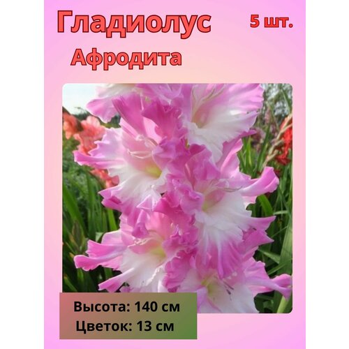 ������ ������ ��������� ��������������� ��������, �������� ���������� ����