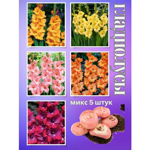 ������ ������ ��������� ��������, ���� 5���� ����