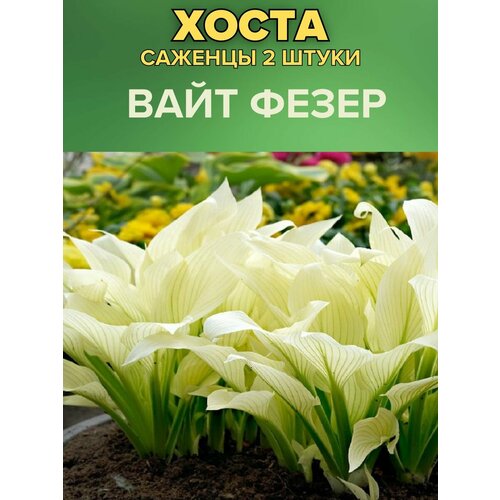 ������ ������ ����� �������, ����������� �������� 2����� ����