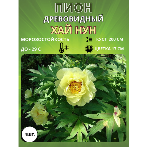 ������ ������ ���� ��� ��� 1 ��. ����