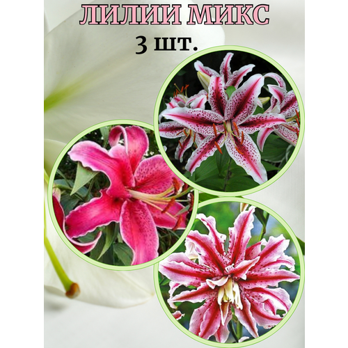 ������ ������ ����� ����, 3 ����� ����