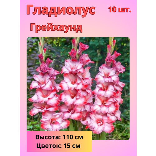 ������ ������ ��������� ��������������� ����������, �������� ���������� ����