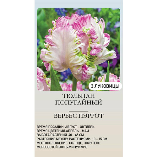 ������ ������ ������� �������� ����������� ������ ����