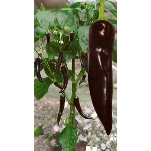 ������ ������ ������������� ������ ����� �������� ������ ������� ����