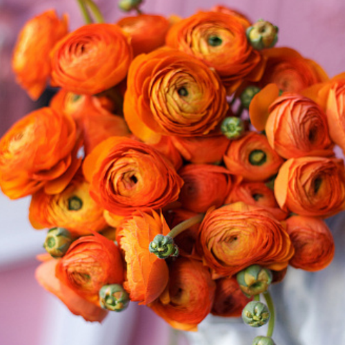 ������ ������ �������� ������, ���� �����, ���������� ORANGE ( 10 ������� ) ����