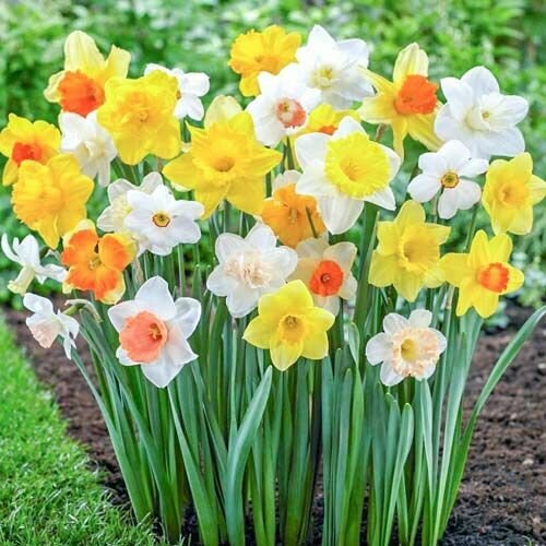 ������ ������ ������� ����������������, ���� (5 ����) / ���������� ����� ����