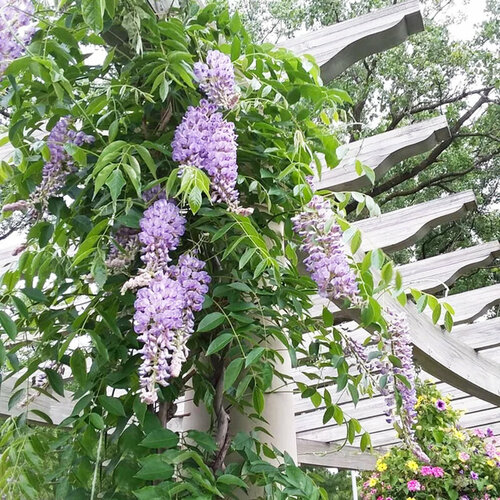 ������ ������ �������� ����������� ��� ���, ������, 5 �� ����