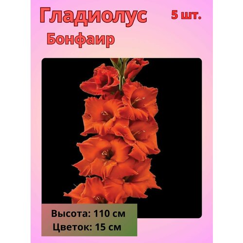 ������ ������ ��������� ��������������� ������, �������� ���������� ����