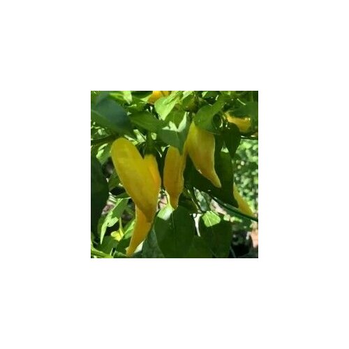 ������ ������ ������ ������ ����� Aji Russian, 5 ����� + ������� ����