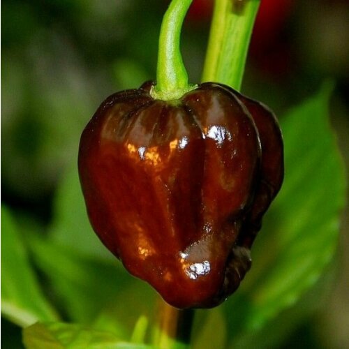 ������ ������ ������ ������ ����� ������ Habanero Chocolate, �������� ���������� 5 ��. ����