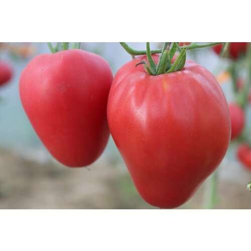 ������ ������ ������������� ������ ������ �������� ������ ����