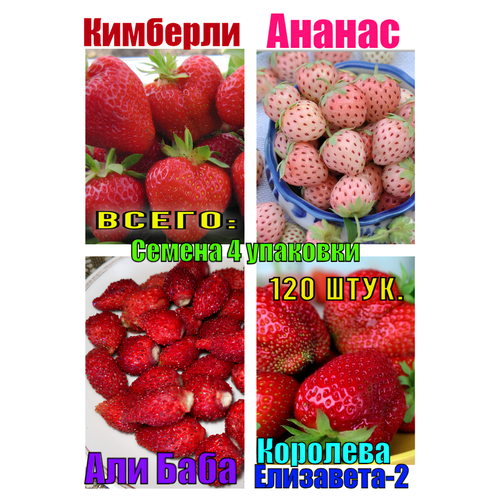 ������ ������ ����� ����� 120 �� ����