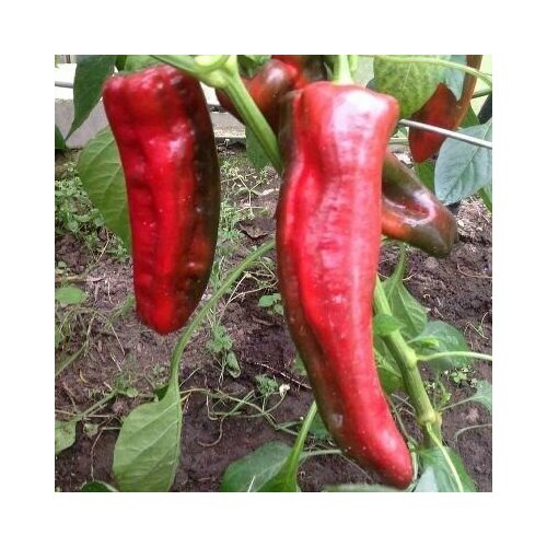 ������ ������ ������������� ������ ����� �������� ������ F1 ����