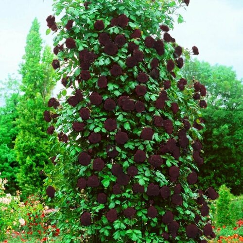 ������ ������ ���� ��������� ������ �������� ����