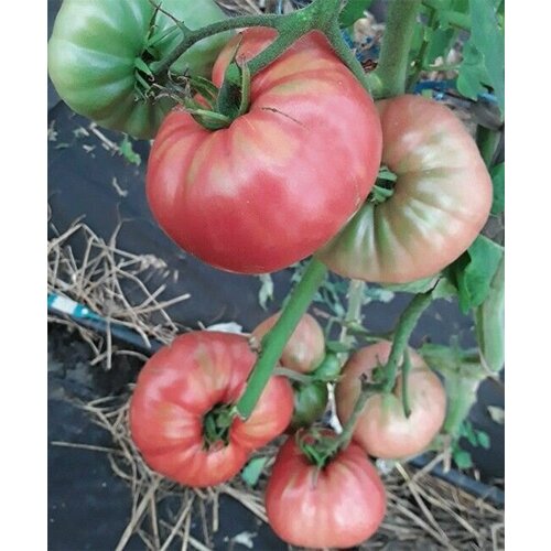 ������ ������ ������������� ������ ������ ����� ���������� ������ ����