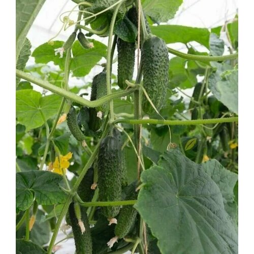 ������ ������ ������������� ������ ������ ����� F1. ����