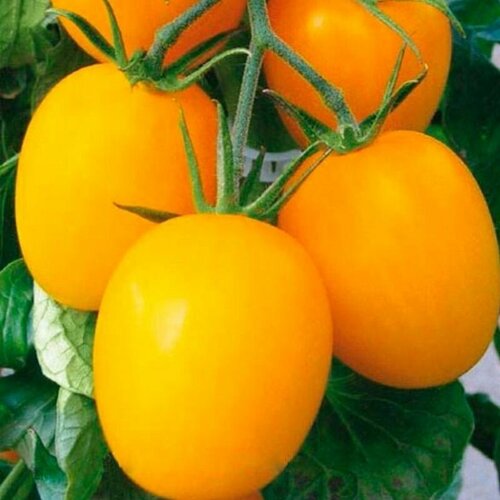 ������ ������ �� ����� ������� - ������ ������� ����