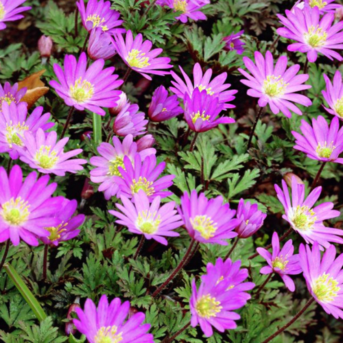 ������ ������ ������� ������ VIOLEL STAR (10 �������) ����