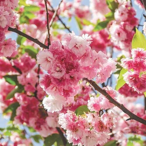 ������ ������ ������ (����� ������������) ���� ��������� ������� ����