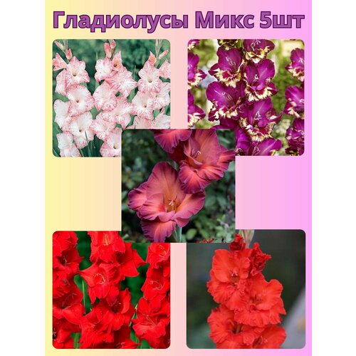 ������ ������ ��������� ���������������, �������� ���������� ���� 6 ����